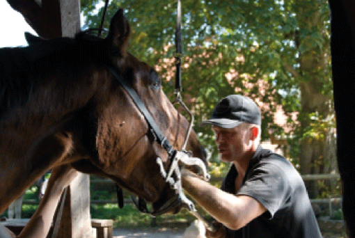 Pferdedentalpraktiker in Hamminkeln Andreas M&uuml;ller
