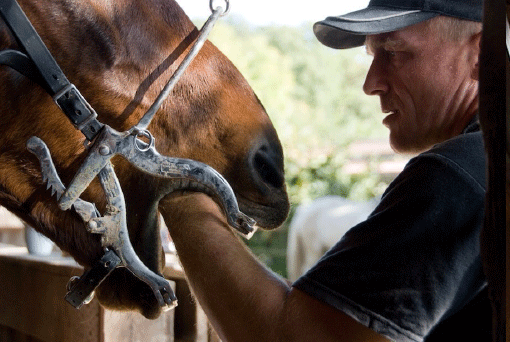 Andreas M&uuml;ller Pferdedentalpraktiker bei der Arbeit