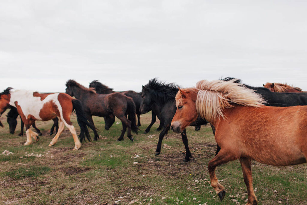 Pferdedentalpraktiker f&uuml;r Pferdez&auml;hne
